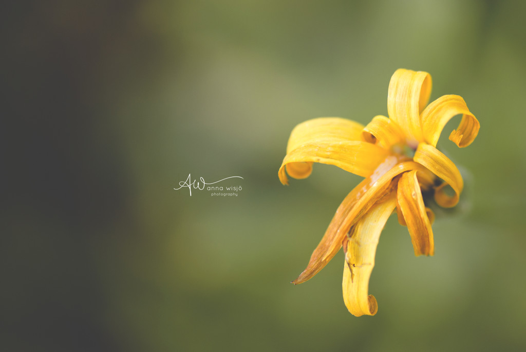 Macro flower | Anna Wisjo Photography