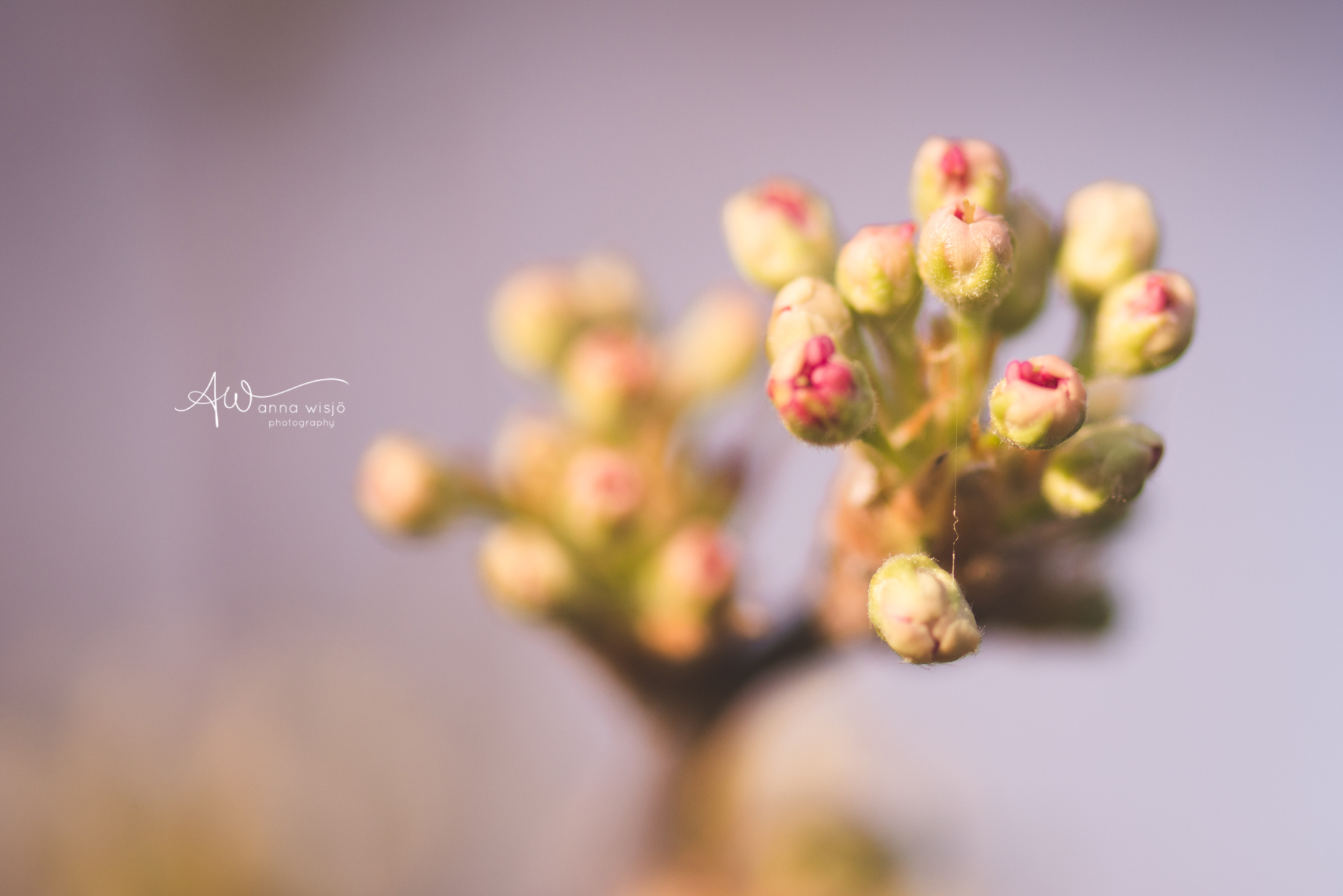 Spring Macro | Anna Wisjo Photography