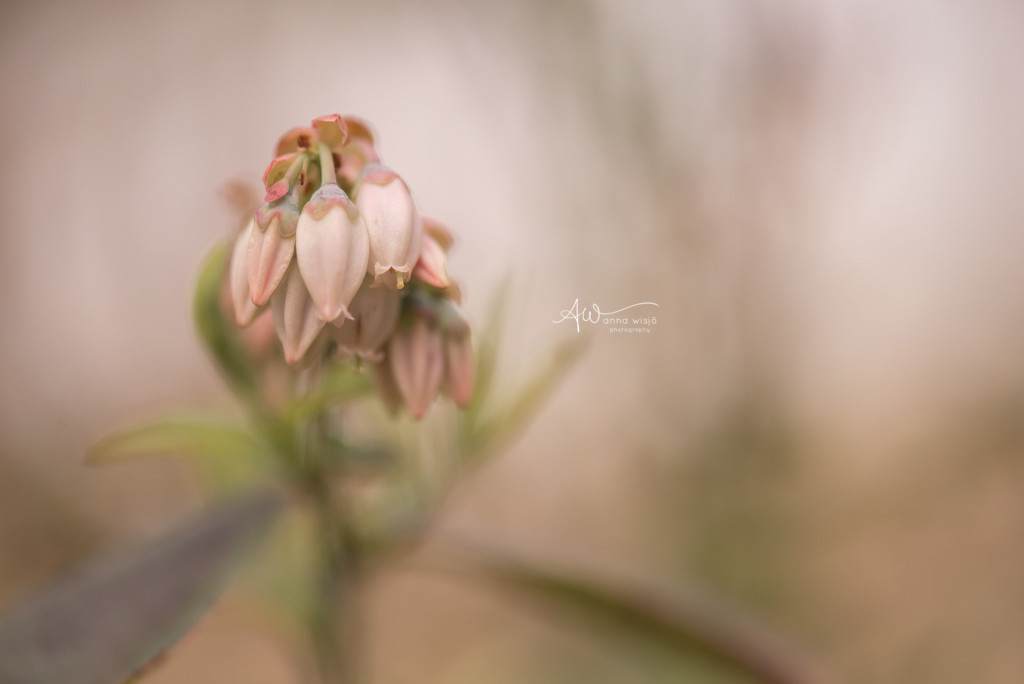 Blueberry Bloom | Anna Wisjo Photography