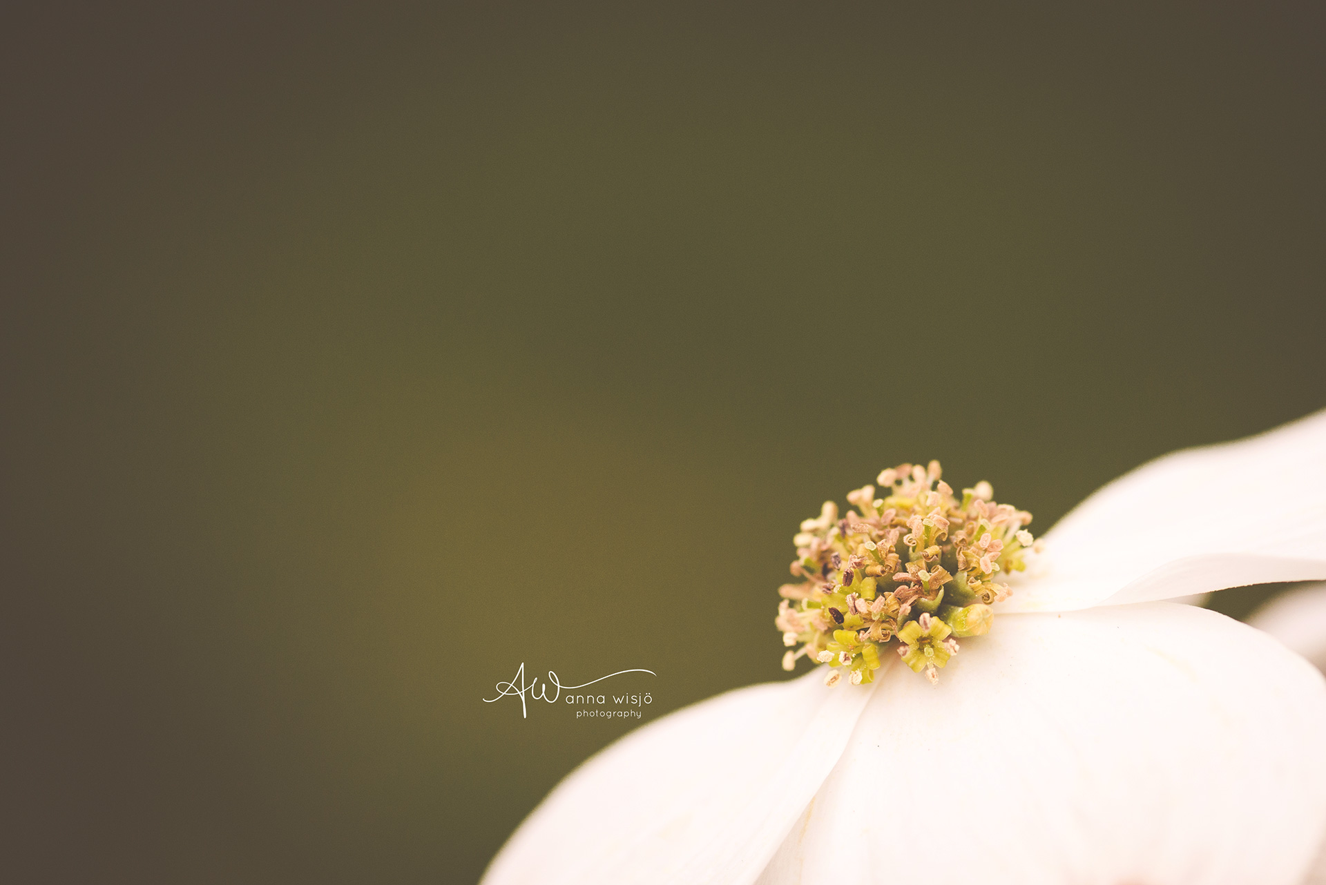 Dogwood Macro | Anna Wisjo Photography