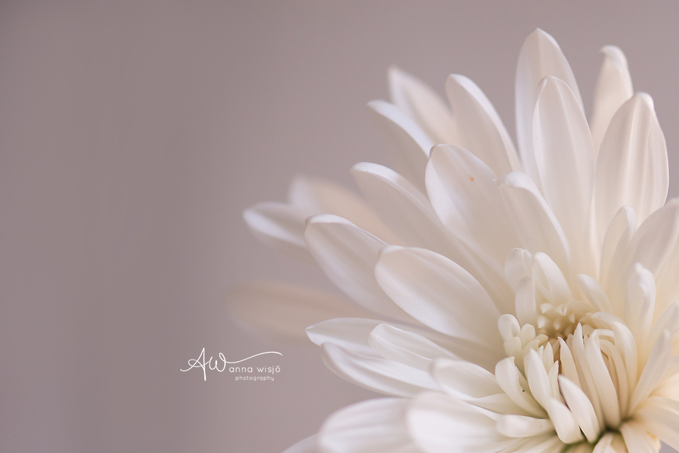 Macro White Flower
