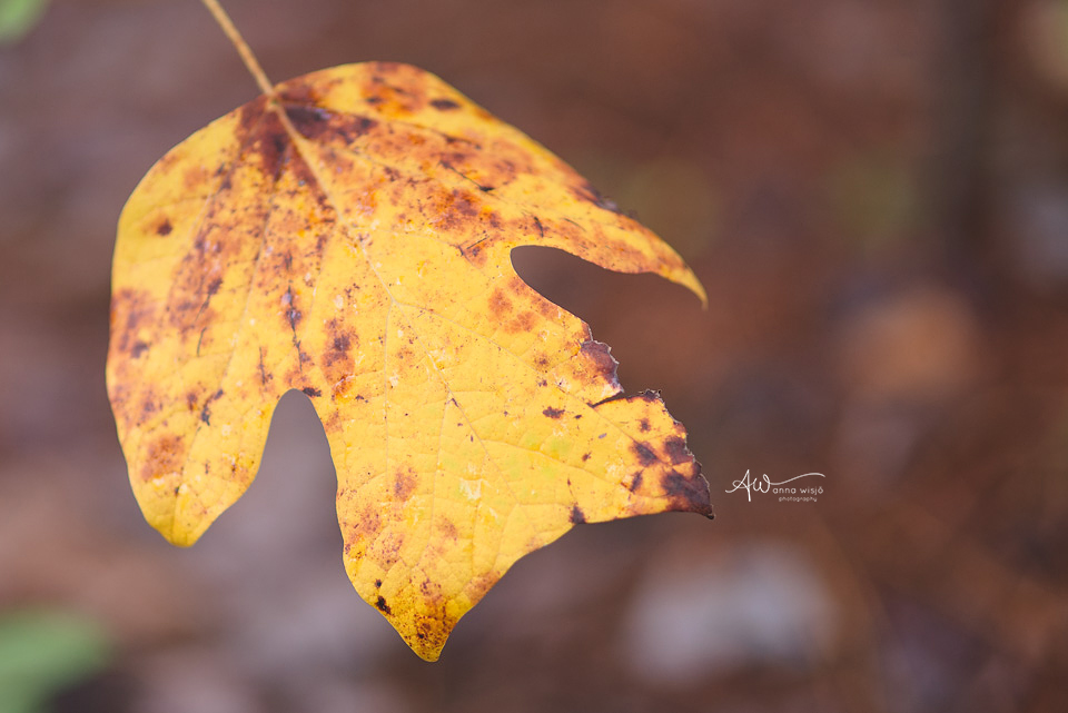 Fall 2015 | Anna Wisjo Photography