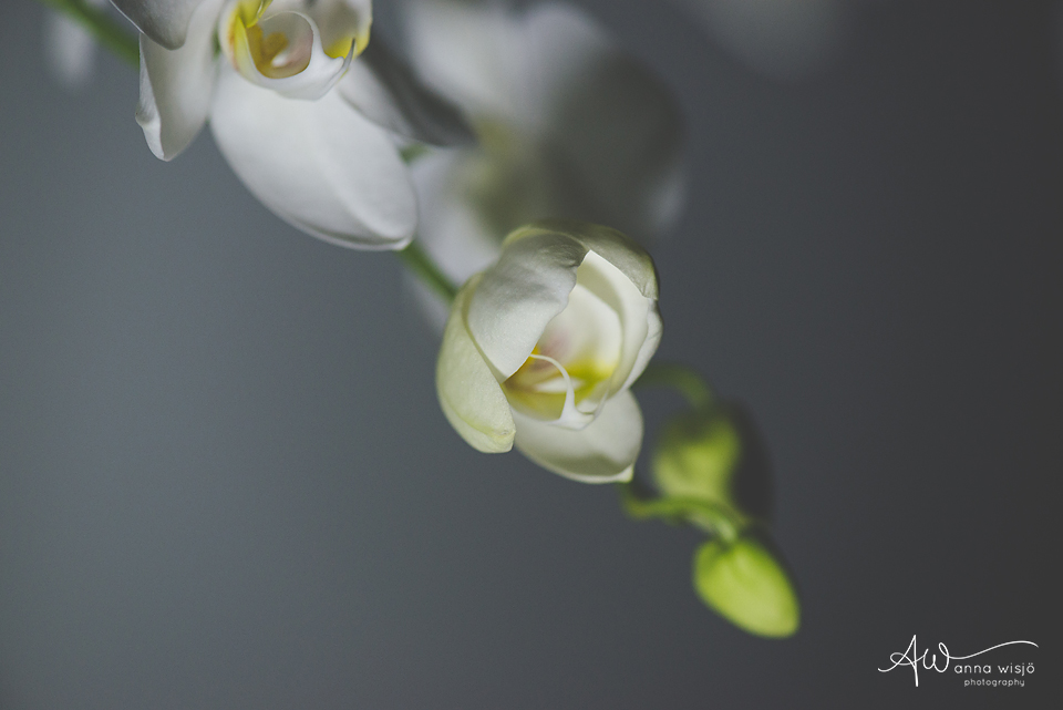 Orchid | Macro Photography