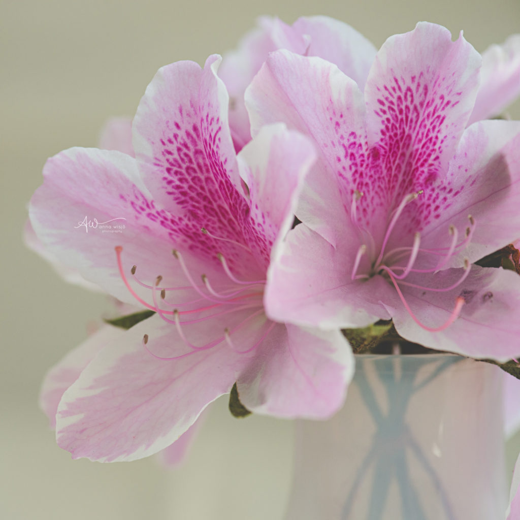 Simple Wedding Flowers | Charlotte Wedding Photography