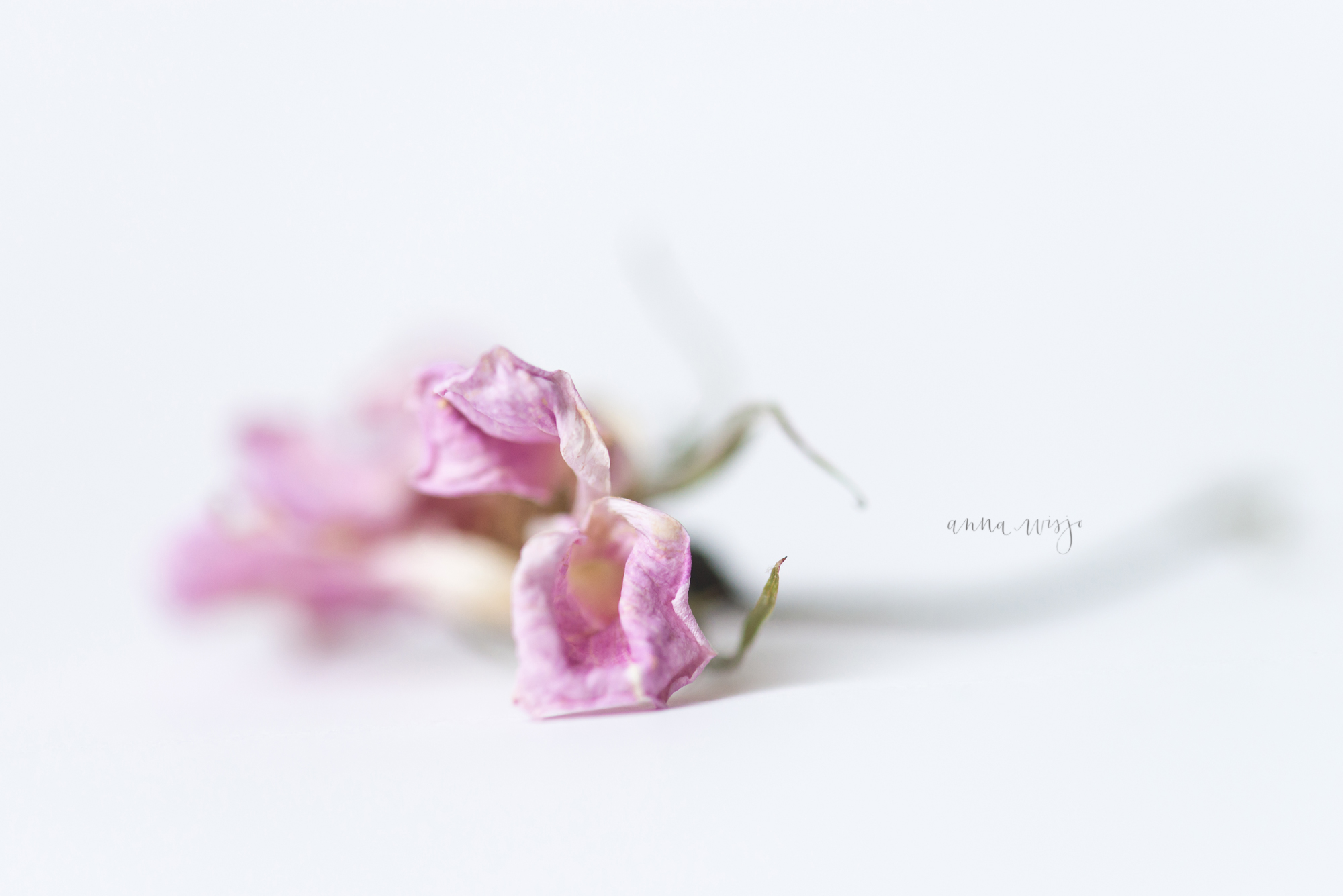 pink flower | Charlotte Macro Photographer