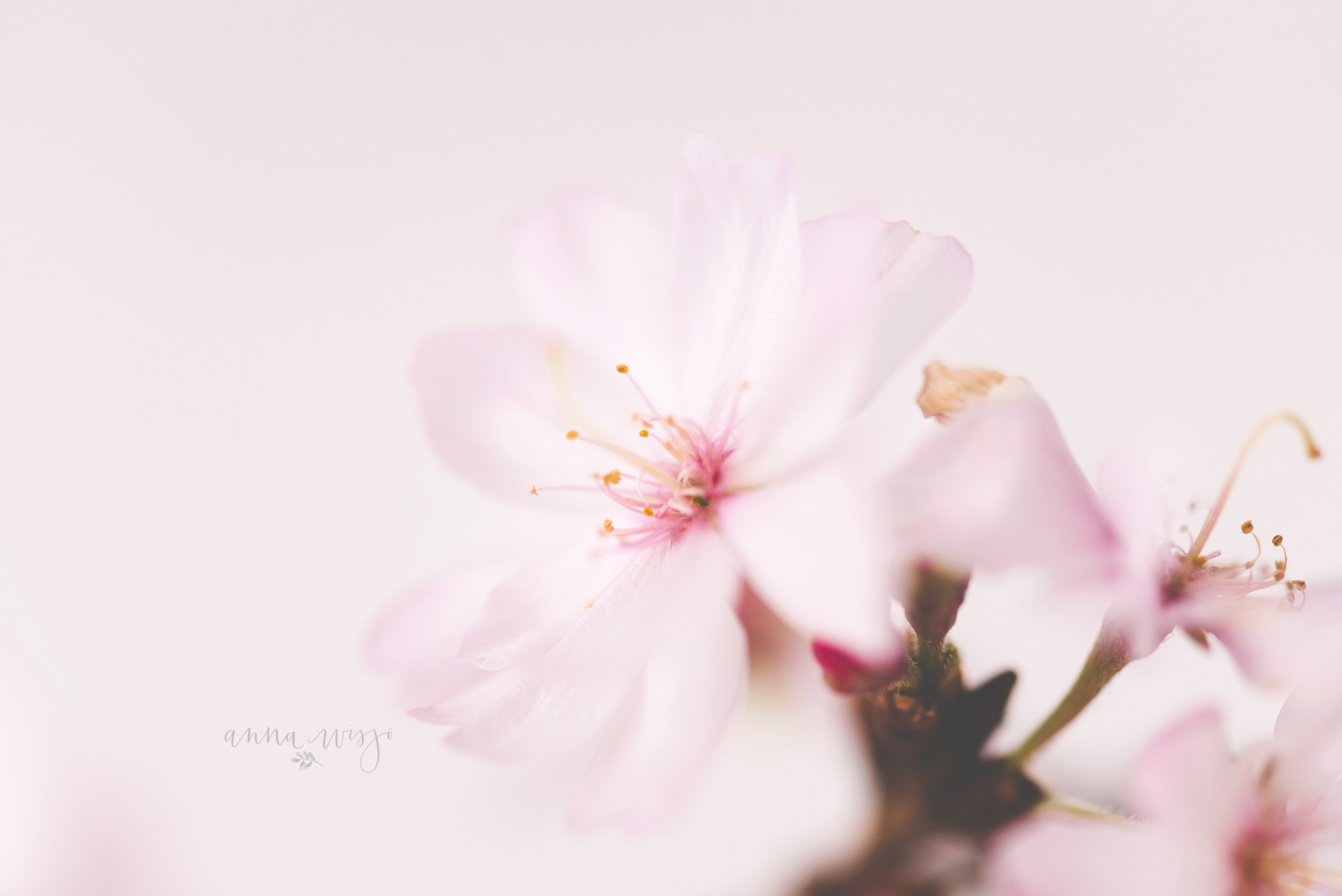 macro cherry blossom by Anna Wisjo Photography