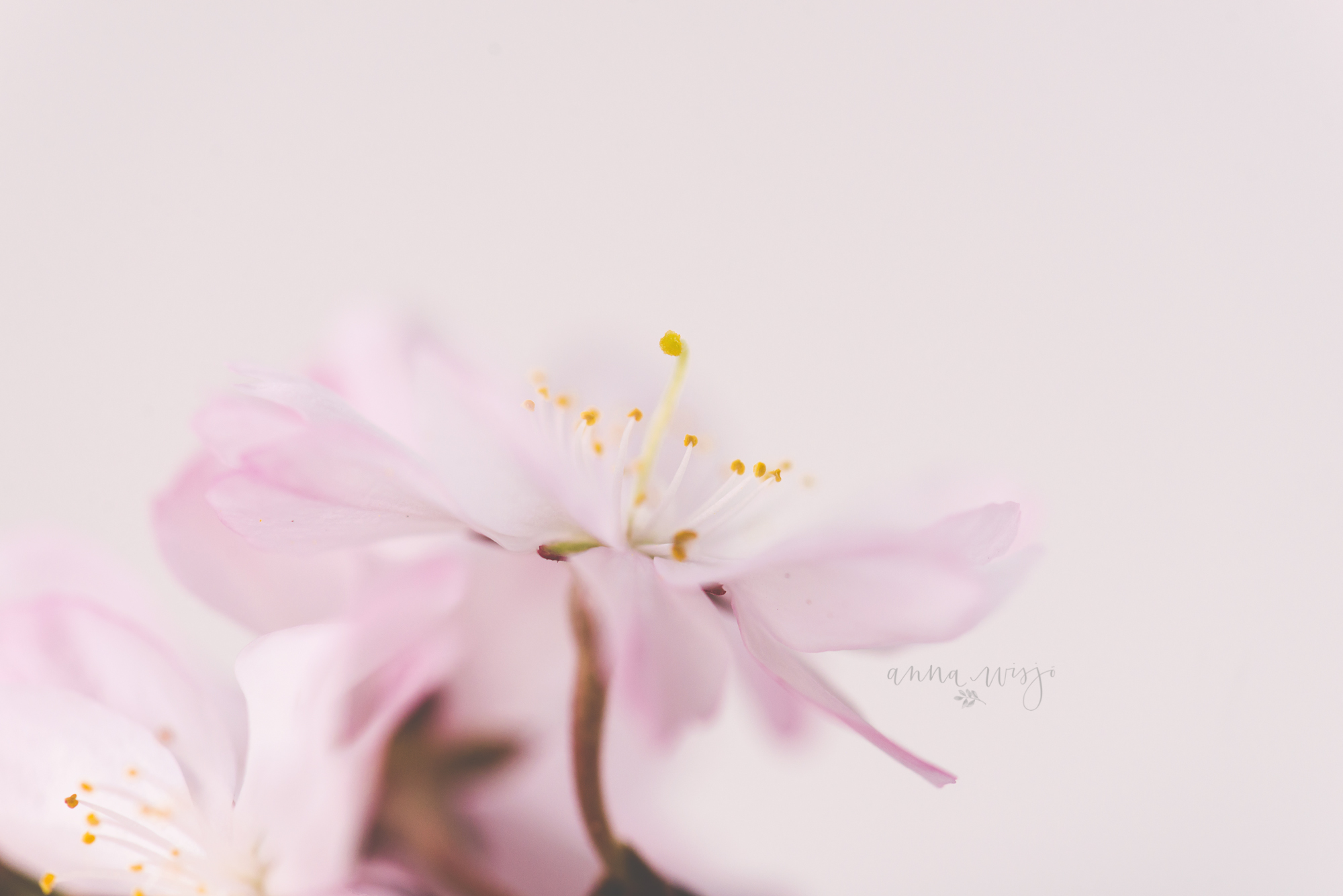 macro cherry blossom by Anna Wisjo Photography