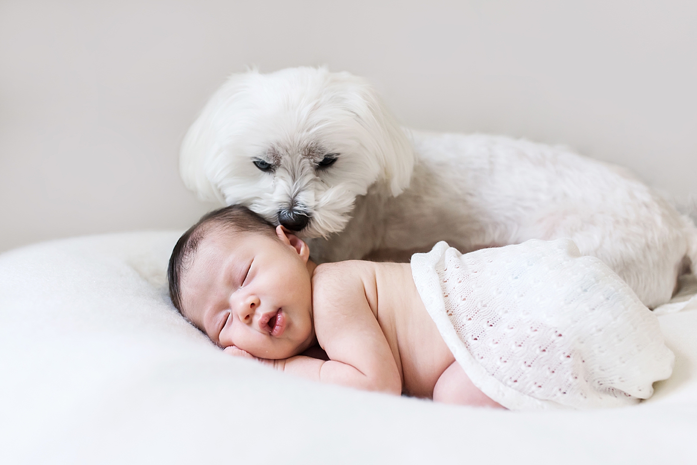 Newborn baby sleeping beside her fluffy white dog | Photo by Anna Wisjo Photography